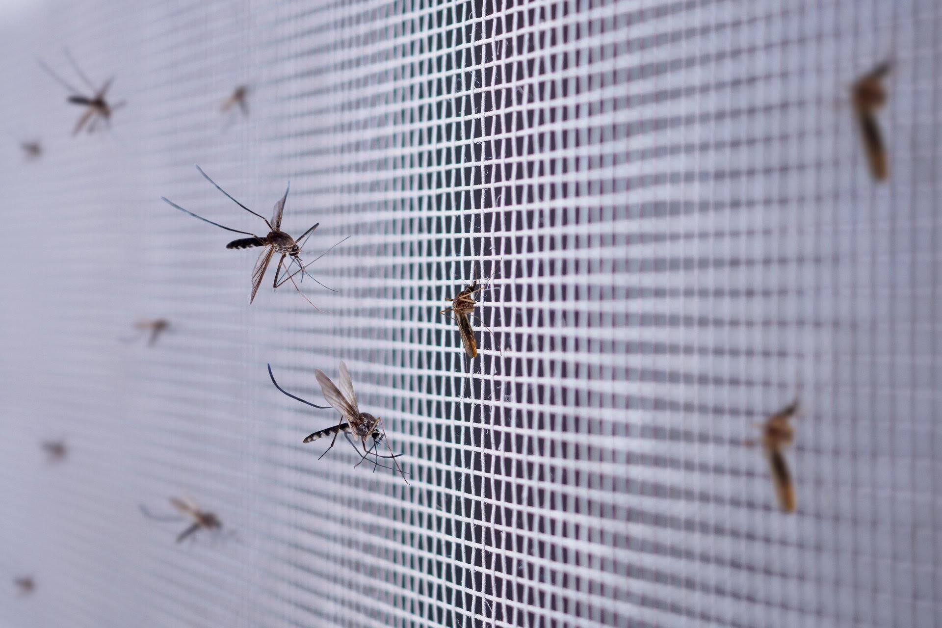 Mosquitos, los indeseables protagonistas del verano: ¿Cómo los combatimos?